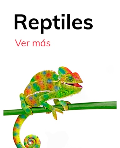 Categoria Reptiles